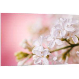 PVC Schuimplaat- Witte Bloem met Roze Achtergrond - 120x80 cm Foto op PVC Schuimplaat