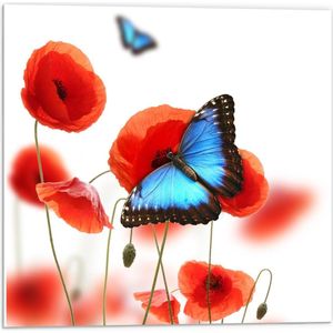 Forex - Blauwe met Zwarte Vlinder op Rode Bloem - 50x50cm Foto op Forex