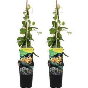 Bloomique - Set van 2 - Lonicera Tellmanniana - Struik Kamperfoelie - Oranje - Klimplanten - Tuinplanten - Winterhard - Pot 15cm - 70-80cm Hoog