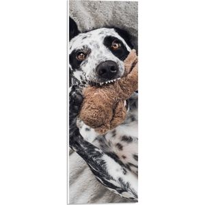 PVC Schuimplaat - Dalmatiër Hond Spelend met Bruine Knuffel - 20x60 cm Foto op PVC Schuimplaat (Met Ophangsysteem)