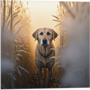 Vlag - Lichtbruine Hond tussen de Hoge Grassen in Weiland - 50x50 cm Foto op Polyester Vlag