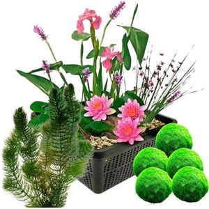 vdvelde.com - Mini vijverset - Roze + Zuurstofplanten - Voor 50 - 250 L - 15 planten - Plaatsing: -10 tot -20 cm