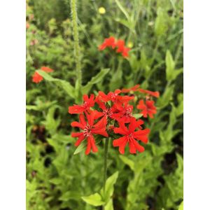 6 x Lychnis chalcedonica - Brandende Liefde - P9 Pot (9 x 9cm) - Dima Vaste Planten