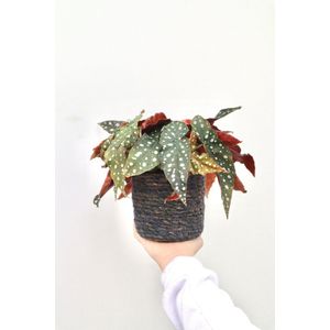 Begonia Maculata (stippenplant) - 25cm