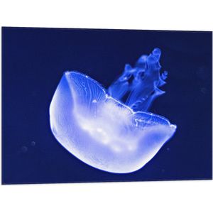 Vlag - Neon Blauwe Kwal in Donkerblauwe Oceaan - 80x60 cm Foto op Polyester Vlag