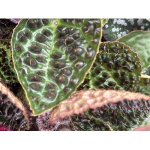 Begonia Rex Ferox - 25cm
