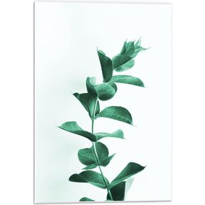 Forex - Groene Plant op Lichte Achtergrond - 40x60cm Foto op Forex