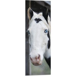 Vlag - Kop van Wit Paard met Zwarte Vlekken en Felblauwe Ogen - 30x90 cm Foto op Polyester Vlag