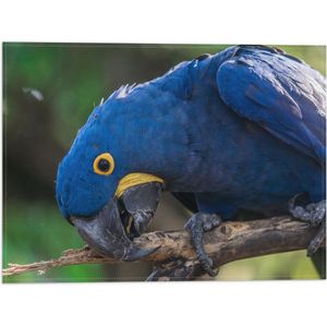 Knabbel--babbel kostuum Cadeaus gadgets kopen? Korting tot