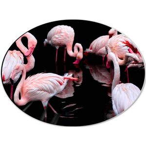 Dibond Ovaal - Groep Flamingo's in het Water - 40x30 cm Foto op Ovaal (Met Ophangsysteem)
