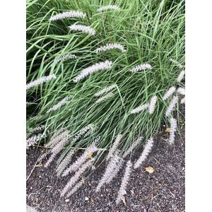 6 x Pennisetum Orientale - Lampepoetser - pot 9x9 cm