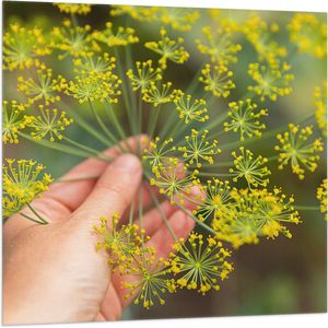 Vlag - Gele Mini Bloemen in Mensenhand - 100x100 cm Foto op Polyester Vlag
