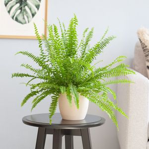 Plantje.nl - Krulvaren - Nephrolepis Green Lady - P12 - Woonkamerplanten