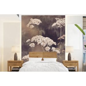 Plant - Wit - Natuur - Bloemen - Behangpapier