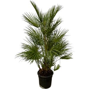 Europese Dwergpalm - Chamaerops Humilis Struik - 130 cm - Ø24cm - Groenblijvend - palmboom - binnen
