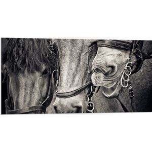 WallClassics - PVC Schuimplaat- Drie Paarden met Halsters in het Zwart Wit - 100x50 cm Foto op PVC Schuimplaat