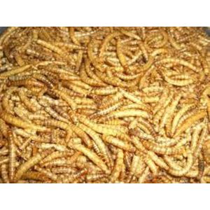 Meelwormen  ( 2,5 liter )