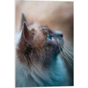WallClassics - PVC Schuimplaat- Wegkijkende Beige Kat met Lange Snorharen - 50x75 cm Foto op PVC Schuimplaat