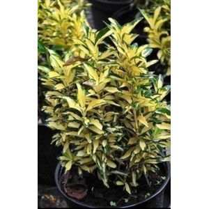 2 x Euonymus jap. 'Aureus' ('aureopictus') - Japanse Kardinaalshoed, Kardinaalsmuts , 60- 80 cm in pot