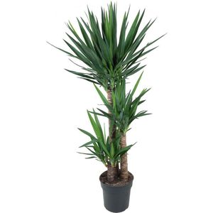 Yucca – Palmlelie (Yucca) met bloempot – Hoogte: 140 cm – van Botanicly