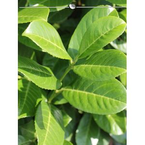 Laurier Prunus Rotundifolia 180-200 cm in Pot, 3x Haagplant