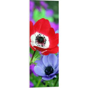 WallClassics - PVC Schuimplaat- Rood met Wit Viooltje tussen Paarse Viooltjes - 30x90 cm Foto op PVC Schuimplaat
