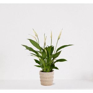 Spathiphyllum in sierpot Feline – witte kamerplant – luchtzuiverende lepelplant - 35-50cm - Ø13 – geleverd met plantenpot – vers uit de kwekerije