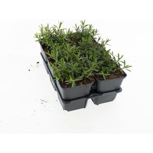 Geranium staand - pelargonium zonale - 12cm pot - set met 3 planten - wit