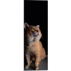 PVC Schuimplaat - Dikke Oranjekleurige Kat tegen Zwarte Achtergrond - 20x60 cm Foto op PVC Schuimplaat (Met Ophangsysteem)