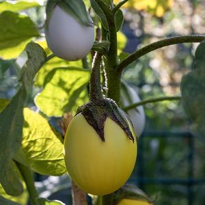 Aubergine zaden - Aubergine Golden Eggs