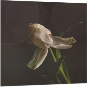 Vlag - Stervende Witte Tulp op Stengel voor Donker Bruine Achtergrond - Bloemen - 100x100 cm Foto op Polyester Vlag