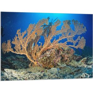 Vlag - Oceaan - Zee - Onderwaterleven - Koraal - Duiken - Kleuren - 100x75 cm Foto op Polyester Vlag