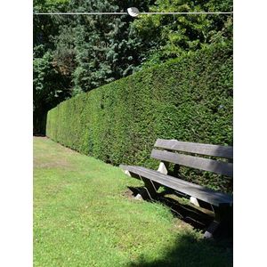 Venijnboom Taxus baccata 140-160 cm in Pot, 40x Haagplant