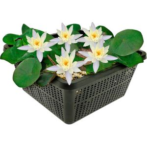 vdvelde.com - Mini Waterlelie - Wit - Nymphaea Pygmaea Alba + Zuurstofplanten tegen Algen - Combi set - 12 planten - Plaatsing: -10 tot -100 cm