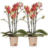 Phalaenopsis Geurige Oranje Orchideeën COMBI DEAL van 2 -35cm -Ø9 Bloeiende Kamerplant -Sierplantenshop