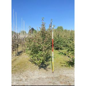 2 x Cornus mas - Gele Kornoelje 60- 80 cm in pot