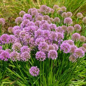 Allium Millenium - Sierui - Wortelgoed - 5 stuks
