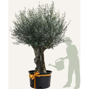Evergreens - Olijfboom - Olea europaea - 'Bonsai' - 120/140 - Olea Europea - Olijfboom op stam in pot - Winterhard - Groenblijvend - Olijven - Voeding