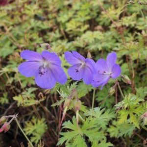 6x Geranium ‘Johnson’s Blue’ - Ooievaarsbek - Pot 9x9 cm