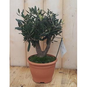 Decoratief Beeld - Olijfboom Olea Europaea - Kunststof - Warentuin Natuurlijk - Groen