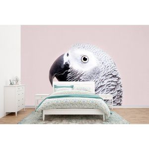 Papegaai - Grijs - Dieren - Natuur - Behangpapier