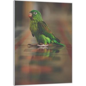 Acrylglas –Groene Parkiet– 60x90 (met ophang)