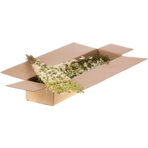 Gedroogde Bloemen Natuurlijk Wit Delphinium - 1 bundel