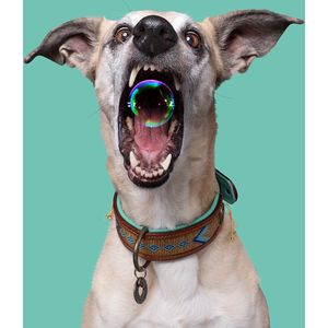 DWAM Dog with a Mission Halsband hond – Hondenhalsband – Goud – S – Leer – Halsomvang tussen 27-33 x 2 cm– Indi Moon