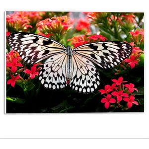 Forex - Zwart/Witte Vlinder op Rode Bloemen - 40x30cm Foto op Forex