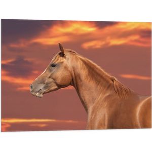 Vlag - Zijaanzicht van Glanzend Bruin Paard onder Oranje Gloed in de Lucht - 80x60 cm Foto op Polyester Vlag