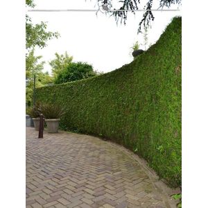 Levensboom Thuja plicata Martin 200-225 cm, 40x Haagplant