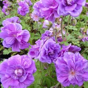 6x Ooievaarsbek - Geranium himalayense ‘Plenum’ - Pot 9x9cm