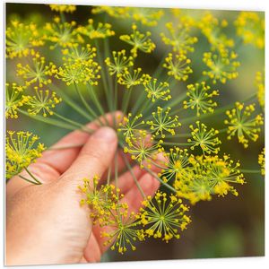 PVC Schuimplaat- Gele Mini Bloemen in Mensenhand - 100x100 cm Foto op PVC Schuimplaat