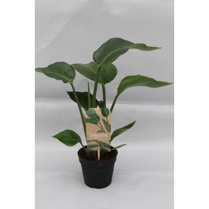 Witte Paradijsvogelplant, Tropische Groene Plant, Strelitzia Nicolai, Ø13cm - 35cm